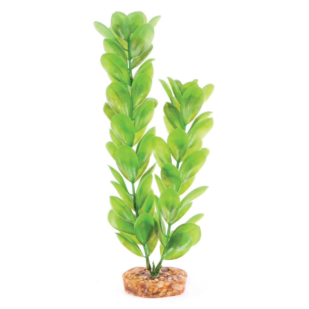 Decorative Plant - Large Leaf Green