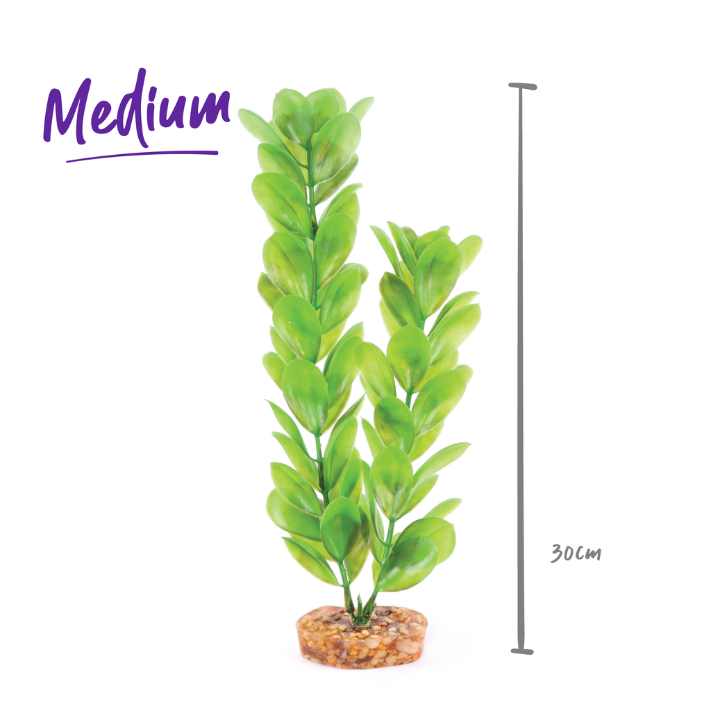 Decorative Plant - Large Leaf Green