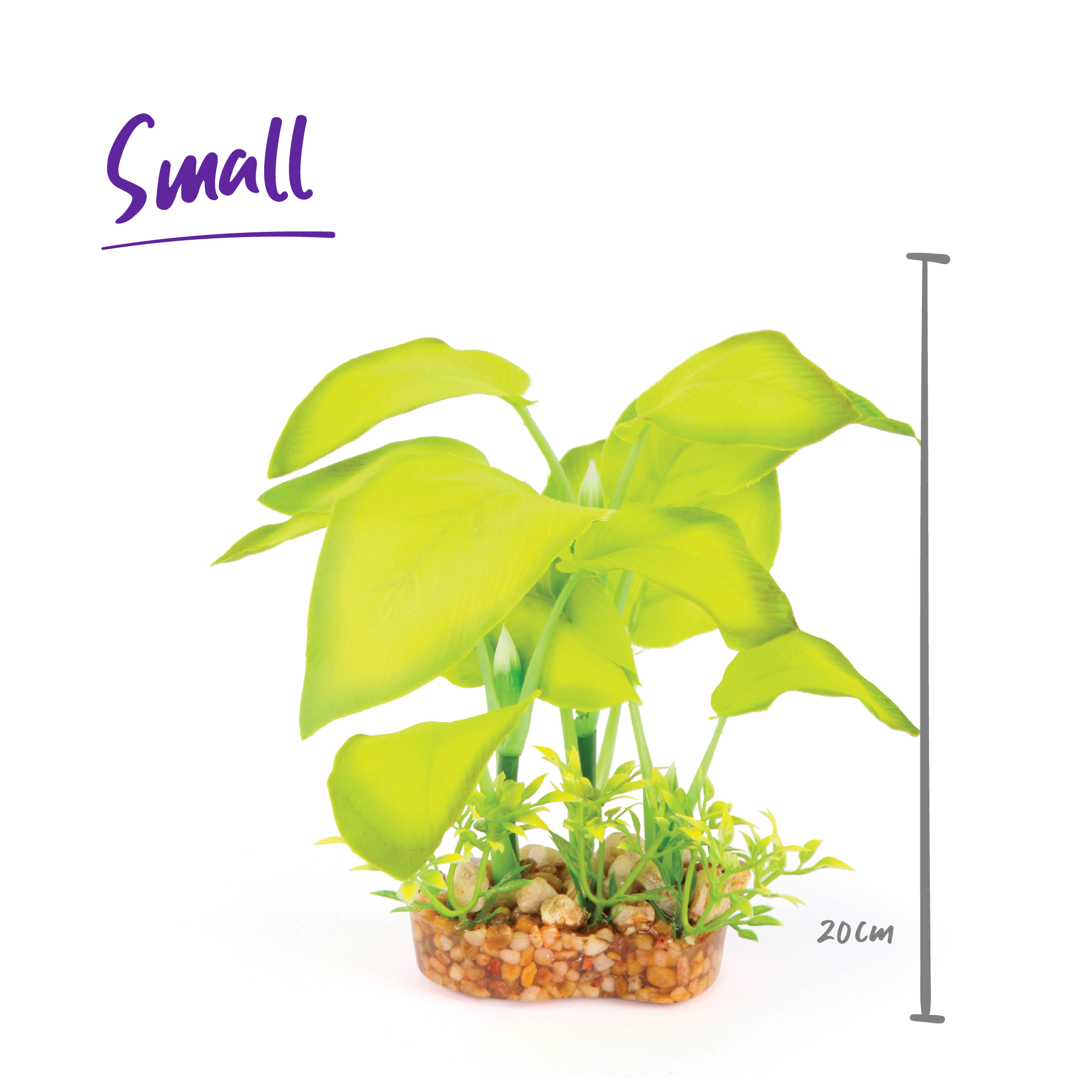Silk Plant - Large Leaf Green