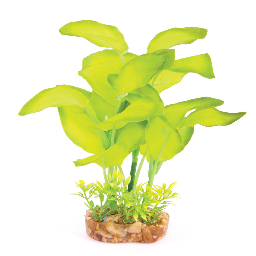 Silk Plant - Large Leaf Green