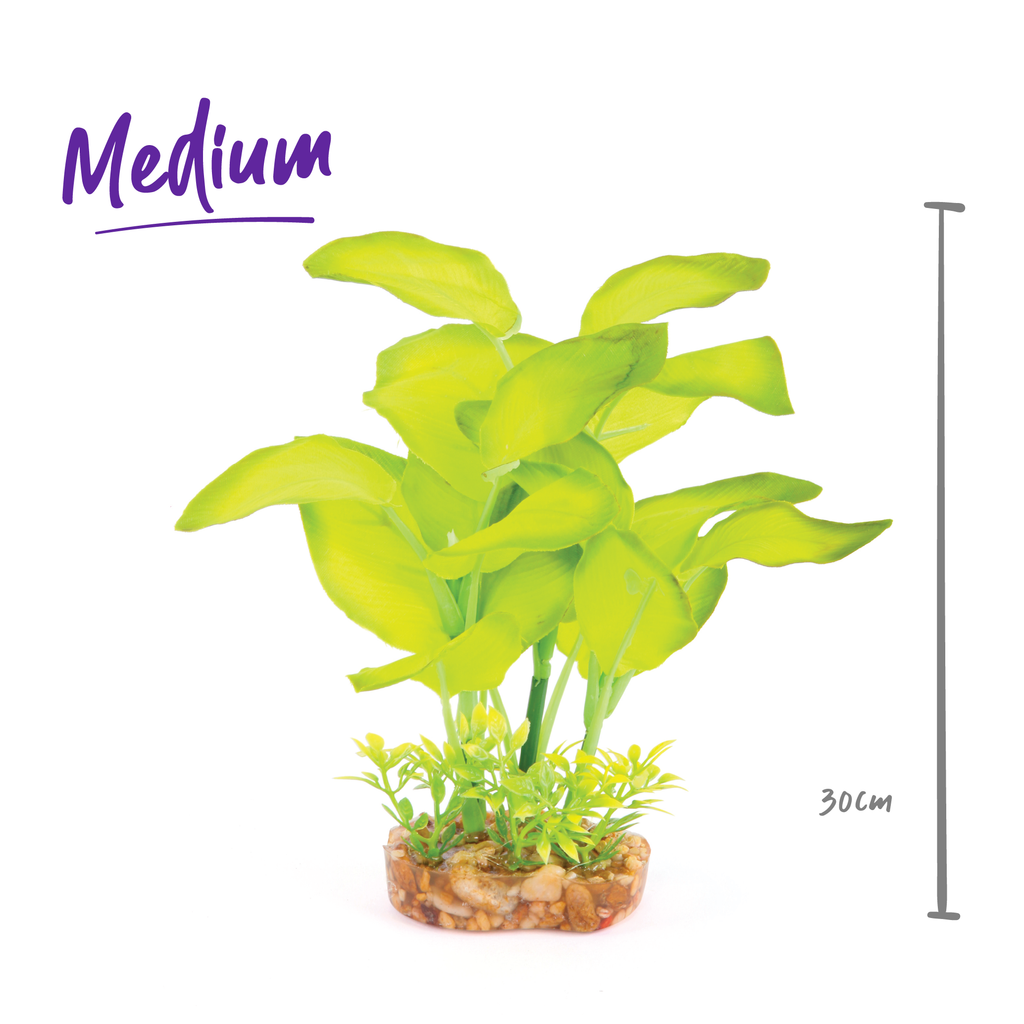 Silk Plant - Large Leaf Green