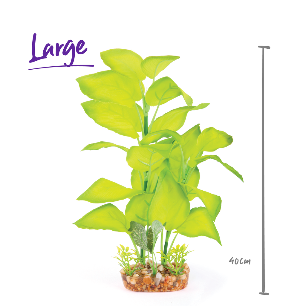 Silk Plant - Large Leaf Green